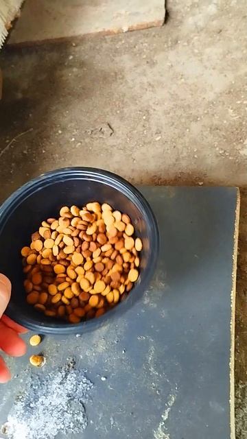 Кошачья Тропа активизировалась