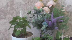 Чудо -семена превратились в приличную рассаду и прошли первую пикировку.