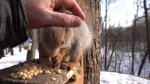 Это не Толстая. Зарисовка