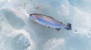 Запуск от 19.03.26