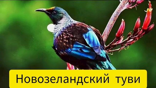 Птица Новозеландский Туви/релакс для души