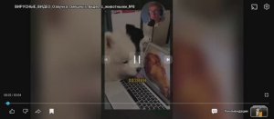 вирусные видео подборка