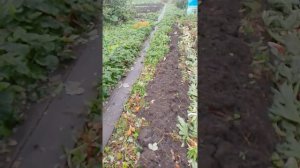 6 сентября. Место под картофель осенью. Часть 1