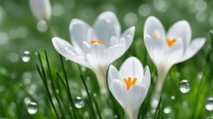 Доброе утро марта. Красивая музыкальная открытка.