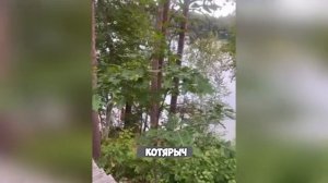 ДИКИЕ_и_СМЕШНЫЕ_КОШКИ😈😹_ЛУЧШИЕ_ПРИКОЛЫ_ПРО_ЖИВОТНЫХ🙀