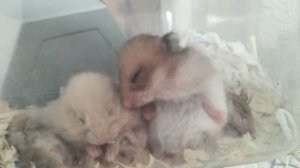 Сирийские хомяки.Домашний питомник amber flow