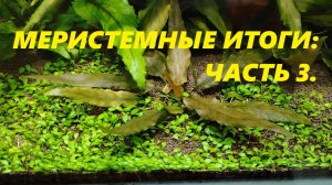 Итоги меристемного эксперимента, часть 3