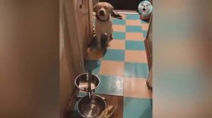 БЕЗУМНО_СМЕШНЫЕ_ЖИВОТНЫЕ!😼_СОБАКИ_и_КОТЫ_ОТЖИГАЮТ!😈