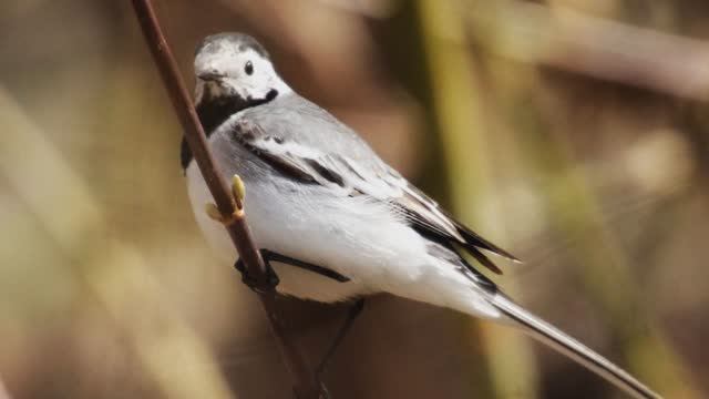 Звук природы. Птицы.Трясогузка белая поет в лесу