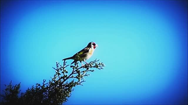 Звук природы. Птицы. ЩЕГОЛ поёт в лесу