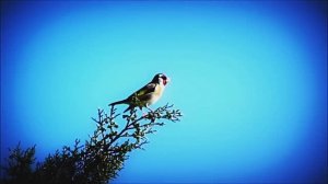 Звук природы. Птицы. ЩЕГОЛ поёт в лесу