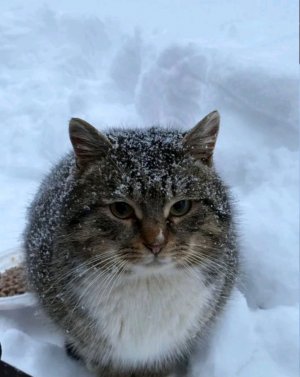 сто просмотров под этим видео и я покажу своё лицо