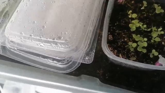 Посев семян петунии