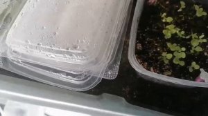 Посев семян петунии