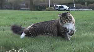 Нелегал с хвостом: кот регулярно незаконно пересекает границу США и Канады