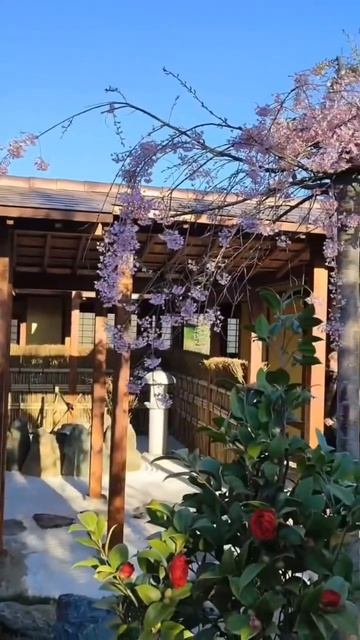 Красота  Японского сада за 19 секунд  #японскийсад #паркгалицкого #respect #respect