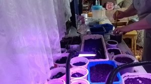 Пикировка рассады (перец, помидоры, петуния, лобелия) под песни))🤗☀️✊🤝