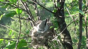 Дерзкий хищник серый сорокопут - Птицы России - Фильм 23