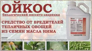 Ойкос – биологическое средство против тепличной белокрылки, тли, трипсов и паутинного клеща. Обзор