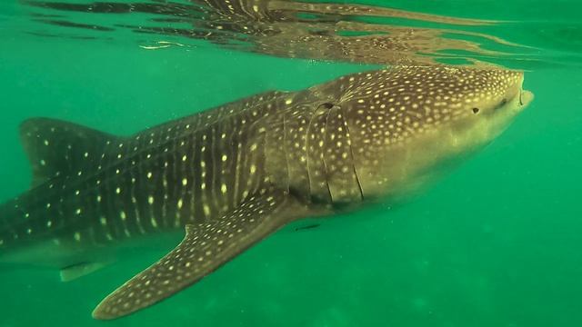 Доминутки. Наступает Новый День )))