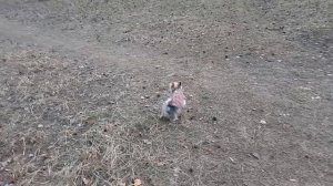 Фея и весеннее настроение