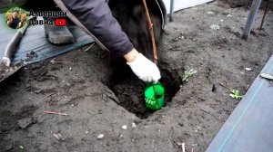 Укрытие кустов винограда на зиму землёй ❄️