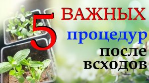 Рассада будет крепкой: 5 важных процедур после появления всходов