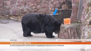 В Московском зоопарке медведи вышли из спячки