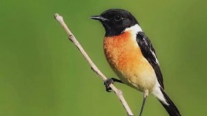 Звук природы. Птицы. Чекан черноголовый на лугу поёт