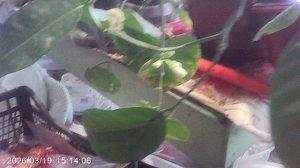 Обзор горшечного лимона "Пандероза" в марте