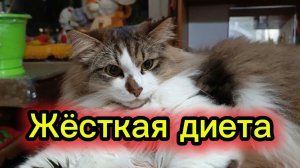 ЖЁСТКАЯ ДИЕТА. Кошки с озвучкой.