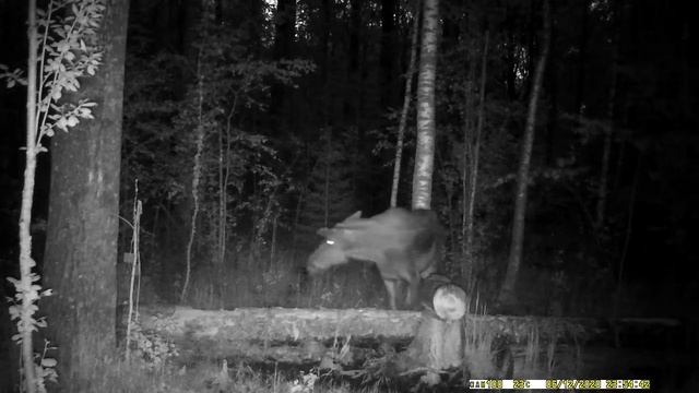 Wild Moose,moose Cow And Moose Calf On The Salt Lake.Wild Animals Hidden Shooting In Nature.