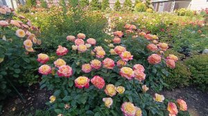 Обзор роз 12.09.2025