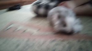 я с моей новой крольчихой Шуей