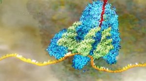 Причины старости и болезни - внутри нас.