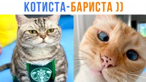 КОТИСТА-БАРИСТА (какао в лотке) ))) Приколы с котами | Мемозг 1733