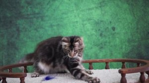 Tamerlan 4 месяца