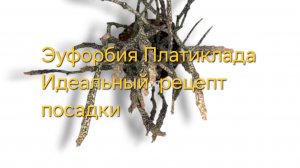 Эуфорбия Платиклада рецепт посадки и результат