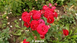 Роза Розиге Ландростай, Rose Rosige Landdrostei. Kordes 2017, 40 цветков на побеге