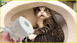 СМЕШНЫЕ КОТИКИ НА ВИДЕО. ЧАСТЬ 2. ПРИКОЛЫ. СМЕХ ДО СЛЕЗ