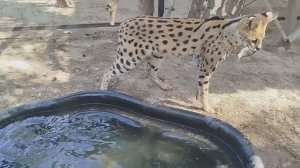 Сёма ловит рыбу, август 2025