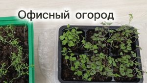 Новости с офисного мини-огорода 😁