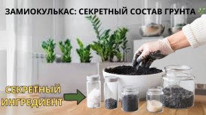 ЗАМИОКУЛЬКАС попрёт как сумасшедший! 🌿 Секретный «каменный» грунт и результат