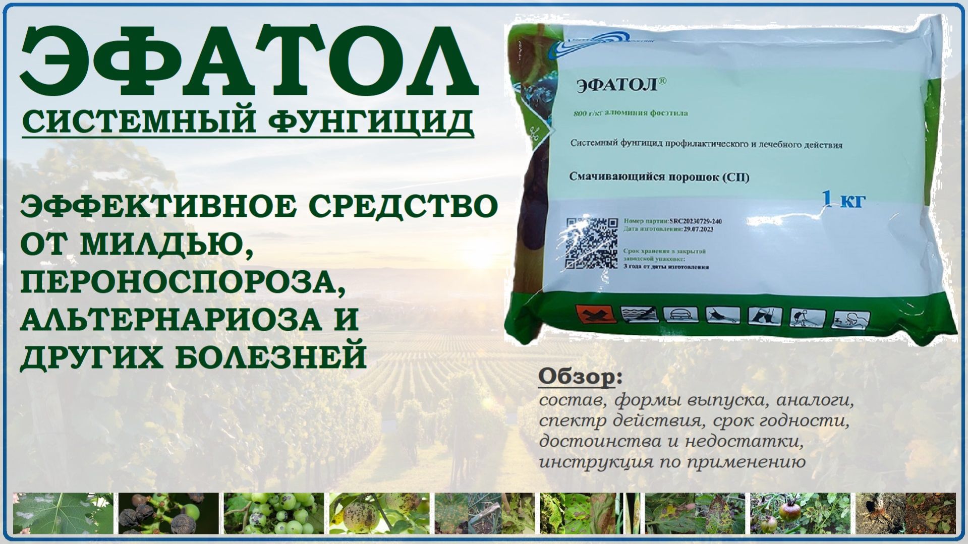 Эфатол – эффективное средство от ложных мучнистых рос, фитофтороза, гнилей и пятнистостей. Обзор