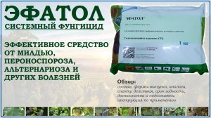 Эфатол – эффективное средство от ложных мучнистых рос, фитофтороза, гнилей и пятнистостей. Обзор