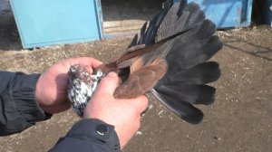 Русские голуби.