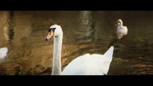Our flood's queen Thames for sgips and swans is crown'd