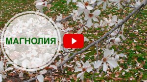 Магнолия🌸 Какие сорта магнолии выбрать для средней полосы России