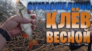 ВОТ ЭТО РЫБАЛКА! Монстры рвут шнуры, Рыба одна за одной. Плотва и Краснопёрка ЖИРУЮТ ВЕСНОЙ #мормо