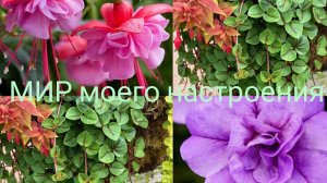 15.03.26 Укоренённые черенки однолетних цветов обзор